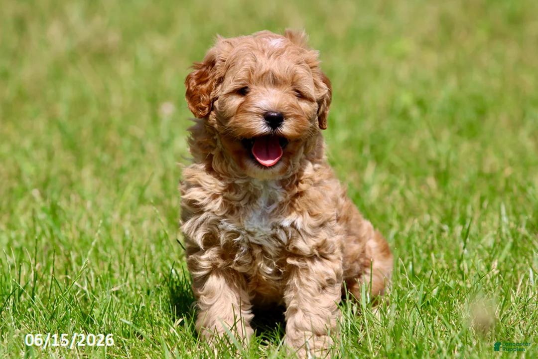 Shihpoo dogs for sale: Tigger - Ad 1