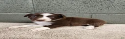 Border Collie dogs for sale: Cocoa - Pure Breed Border Collie - Ad 5