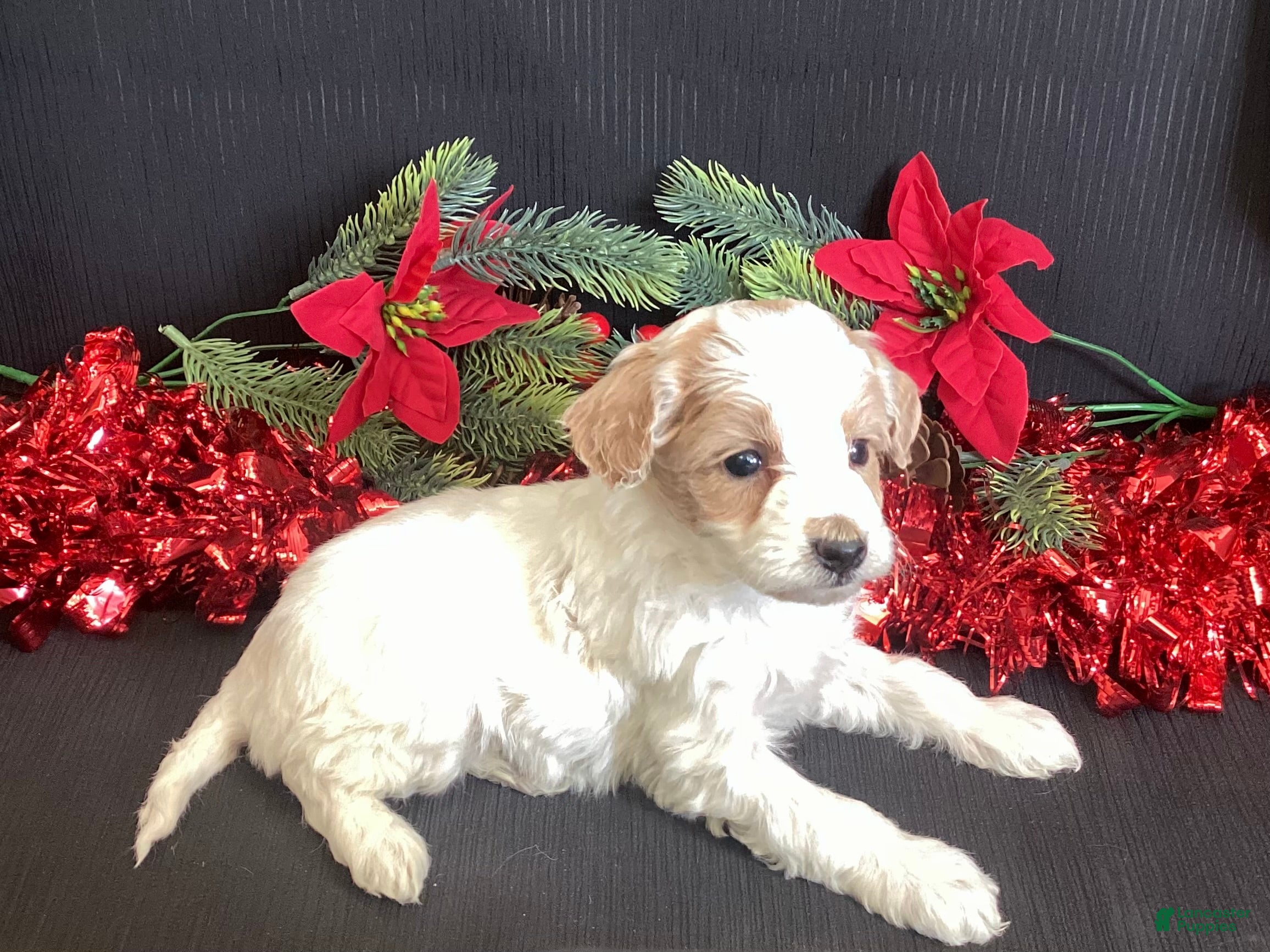 Mini Goldendoodle dogs Walker - Ad 2