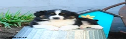 Miniature Australian Shepherd dogs for sale: Belle - Ad 4