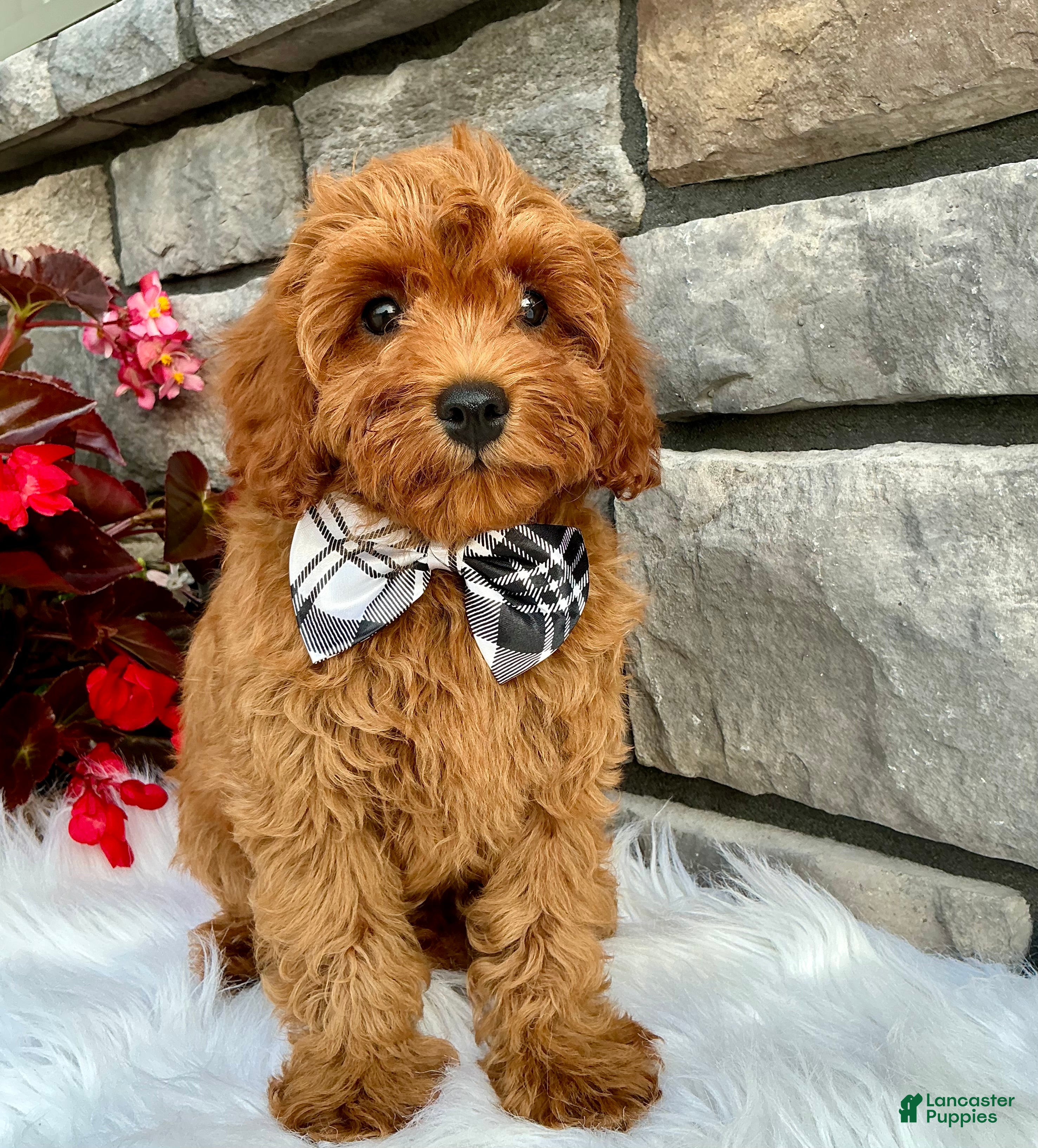 Cavapoo dogs Ashton - Ad 2