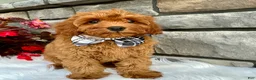 Cavapoo dogs for sale: Ashton - Ad 2