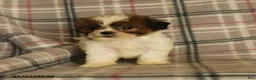 Mixed Breed dogs for sale: Ulysses - Ad 1
