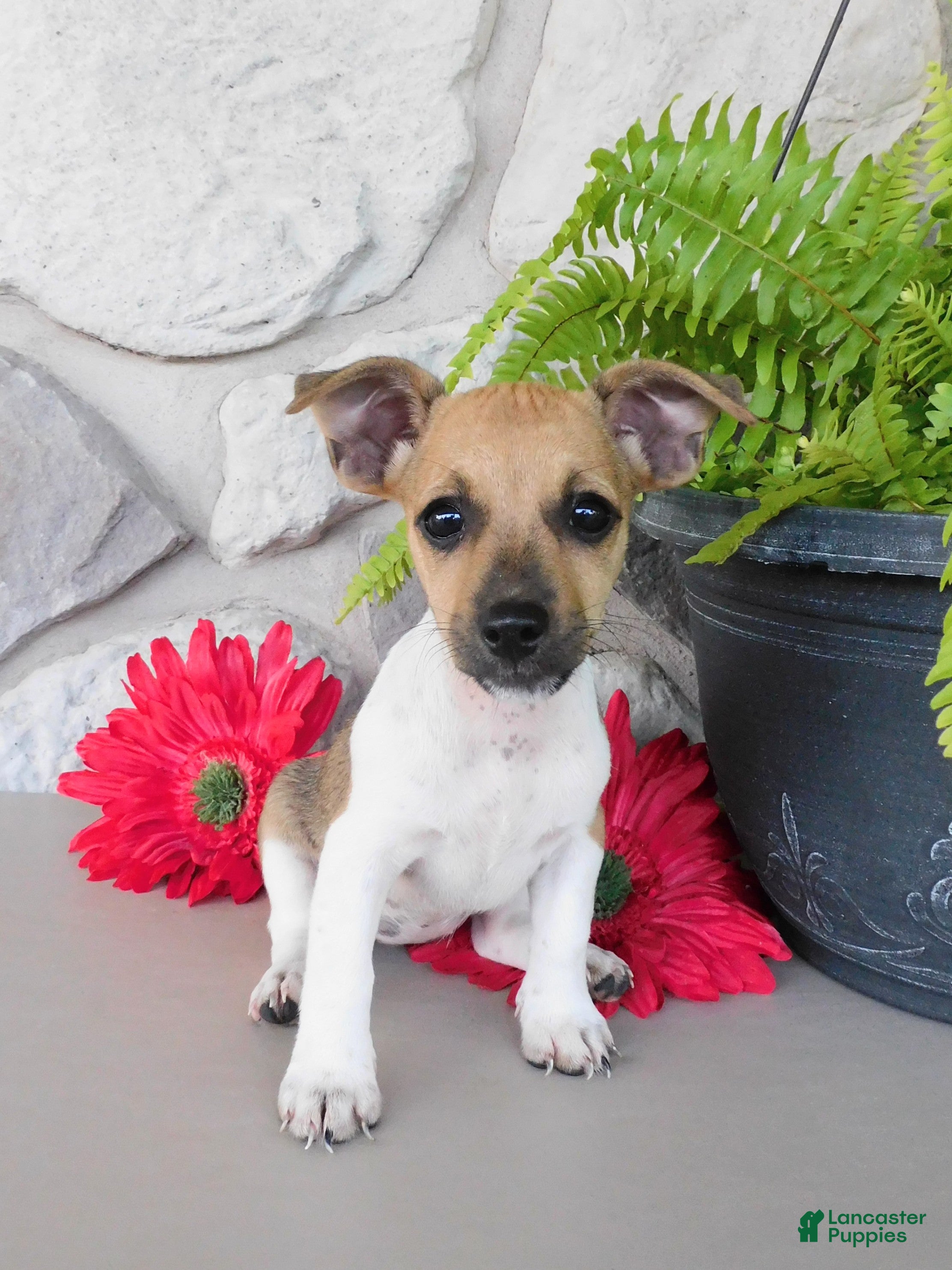 Jack Russell Terrier dogs Polly - Ad 1