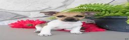 Jack Russell Terrier dogs for sale: Polly - Ad 1