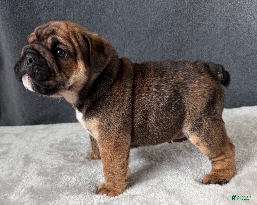 English Bulldog dogs for sale: Biscuits - Ad 3