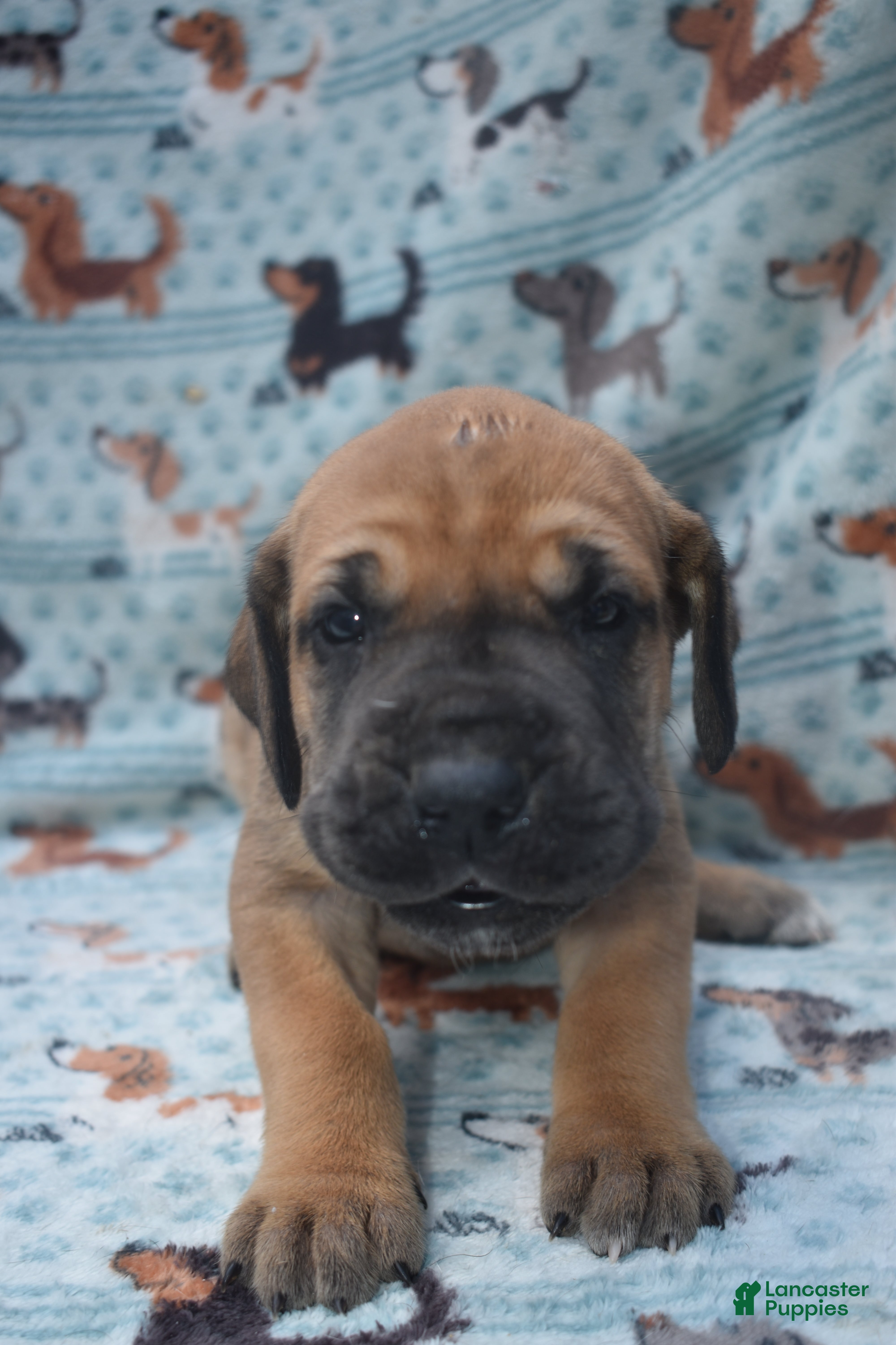 Great Dane dogs Great Dane - Light Blue Collar - Fawn with Black Mask - Ad 1