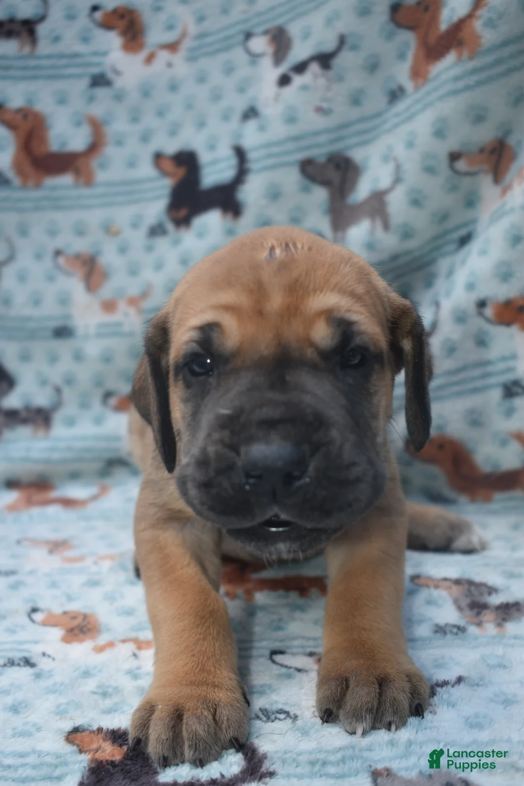 Great Dane dogs for sale: Great Dane - Light Blue Collar - Fawn with Black Mask - Ad 1