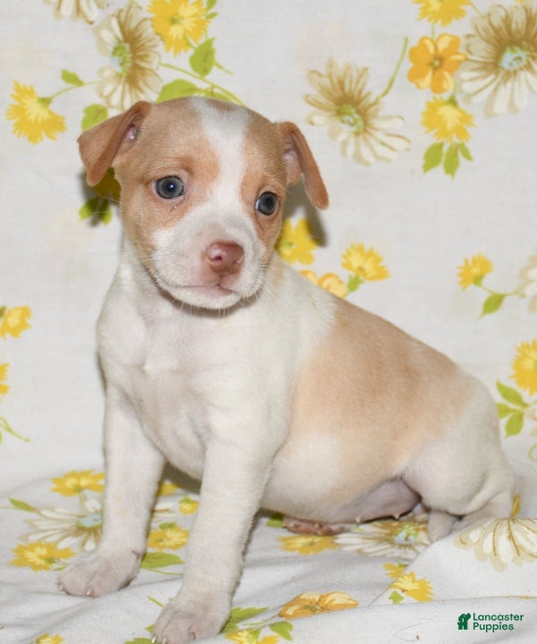 Rat Terrier dogs Marnie - Ad 1
