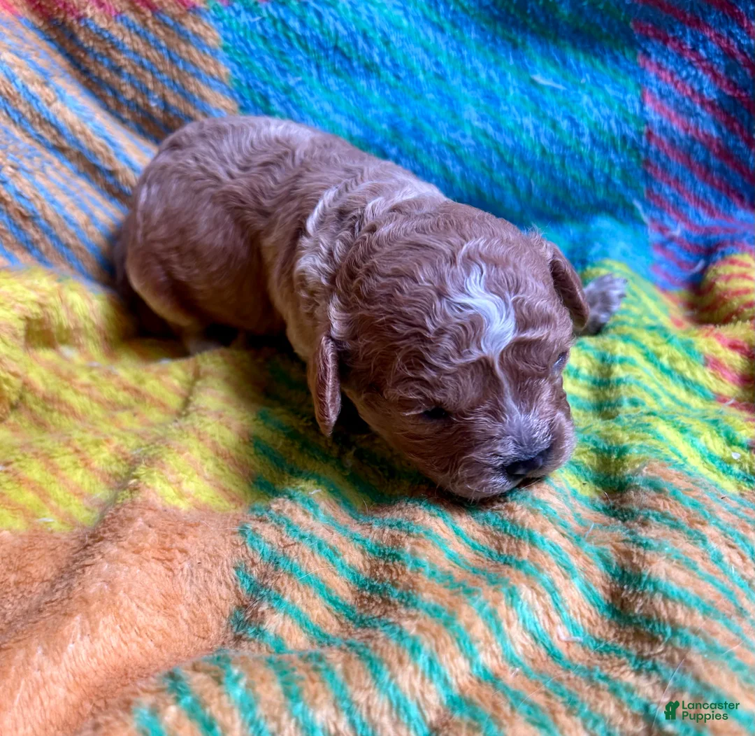 Cavapoo dogs for sale: Neiko - Ad 2