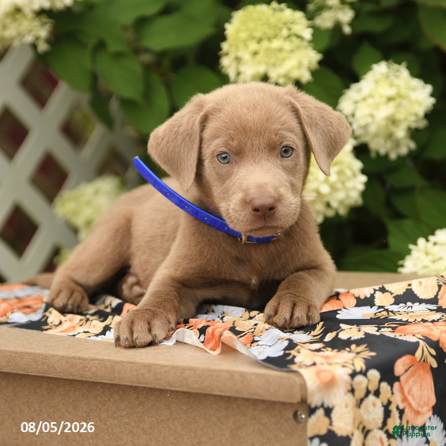 Labrador Retriever dogs Maverick - Ad 2