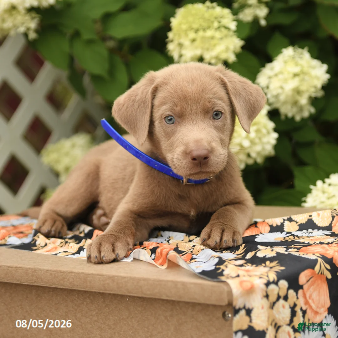 Labrador Retriever dogs for sale: Maverick - Ad 2