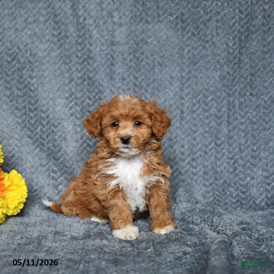 Maltipoo dogs Sweetie - Ad 1