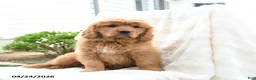 Miniature Golden Retriever dogs for sale: James   - Ad 3