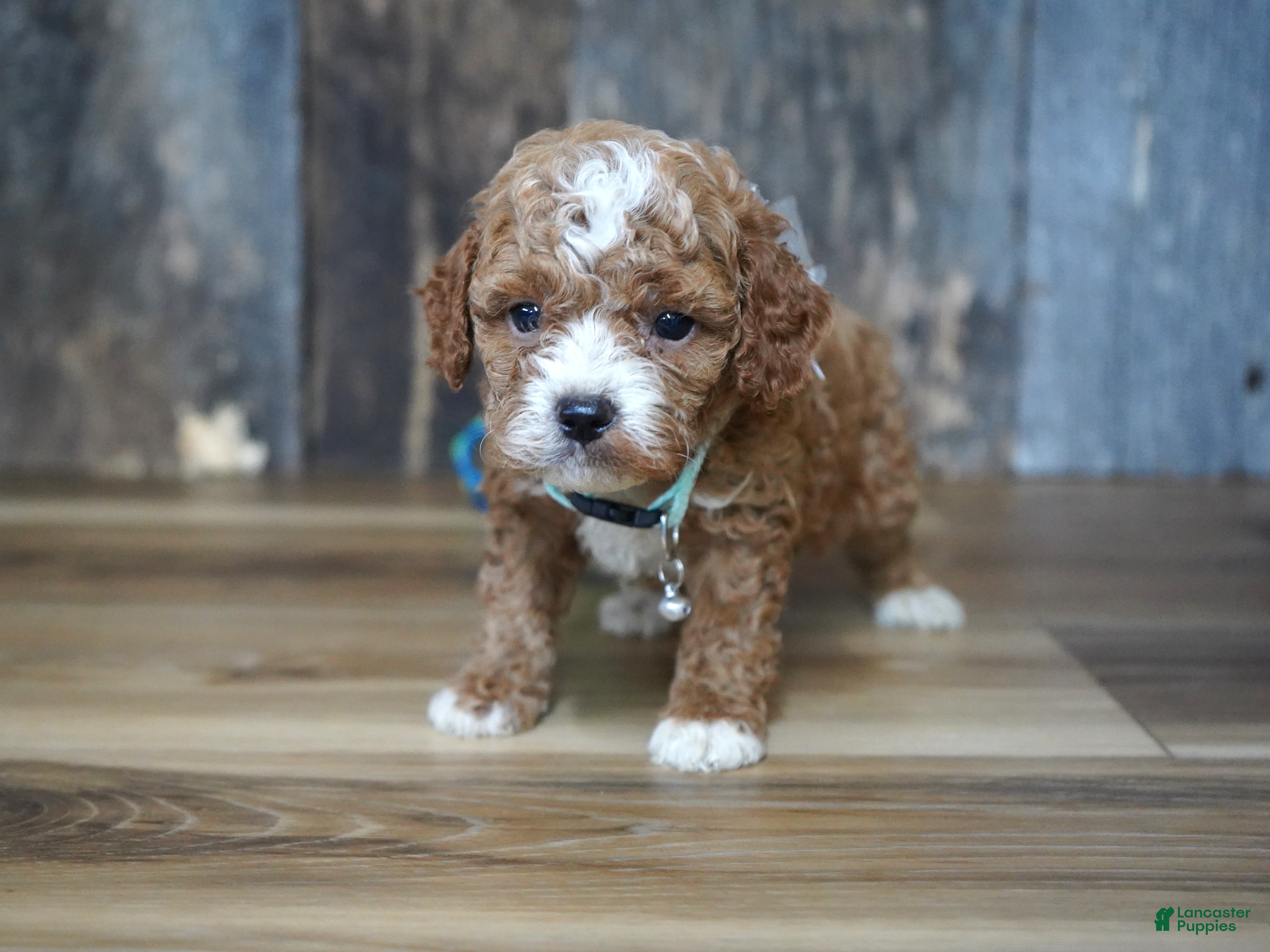 Cavapoo dogs Sawyer - Ad 16