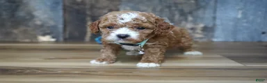 Sawyer