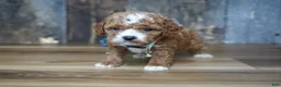 Cavapoo dogs for sale: Sawyer - Ad 1