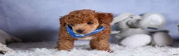 Toy Poodle dogs for sale: Tucker - Ad 11