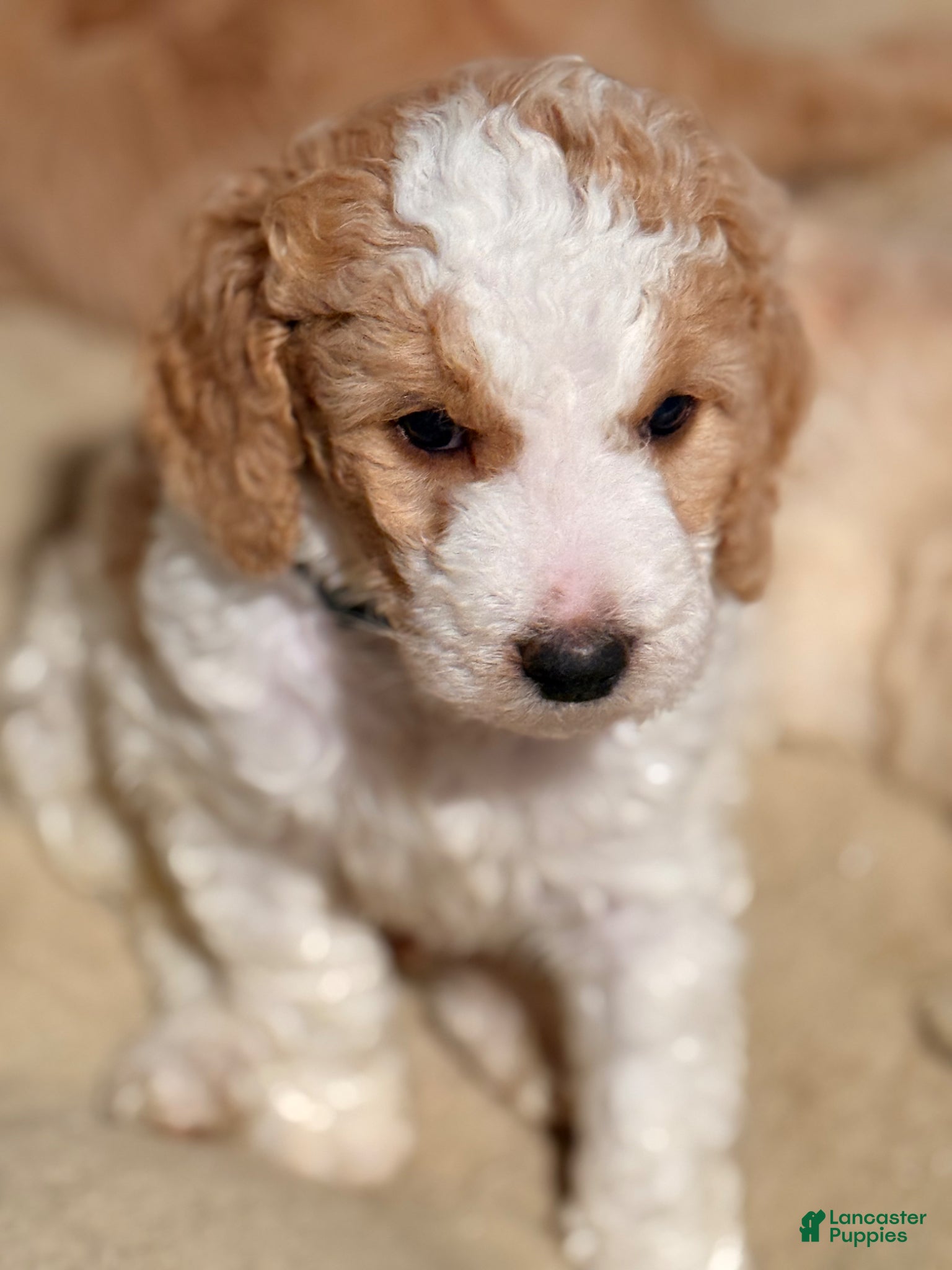 Goldendoodle dogs Goldendoodle Puppy 2 - Ad 11