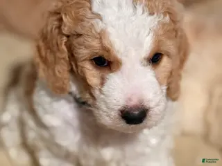 Goldendoodle dogs Goldendoodle Puppy 2 - Ad 11