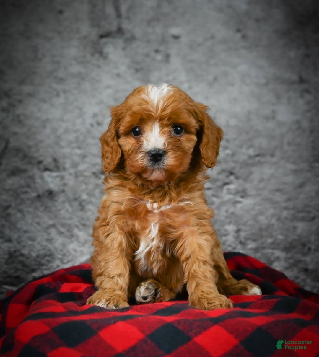 Gallery Image {{count}}