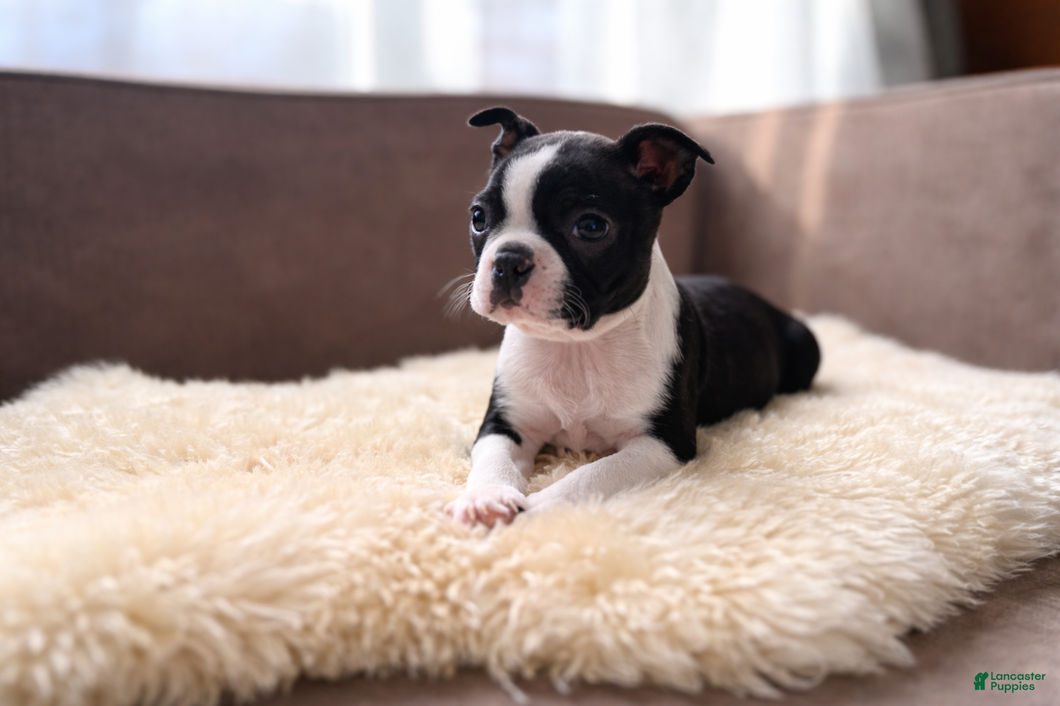 Boston Terrier dogs Jumba - Ad 7