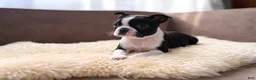 Boston Terrier dogs for sale: Jumba - Ad 1