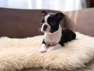 Boston Terrier dogs Jumba - Ad 7