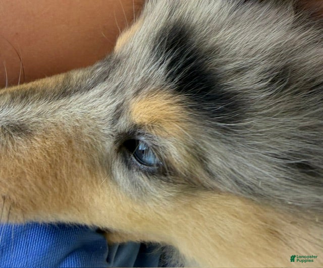 Collie dogs '250' - AKC COLLIE PUPPY  Look at my beautiful eyes!! - Ad 11