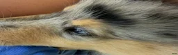 Collie dogs for sale: '250' - AKC COLLIE PUPPY  Look at my beautiful eyes!! - Ad 1