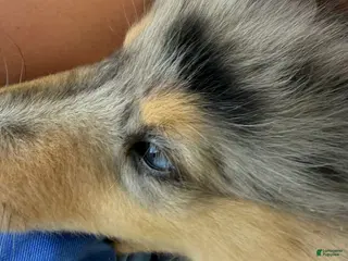 Collie dogs '250' - AKC COLLIE PUPPY Look at my beautiful eyes!! - Ad 11