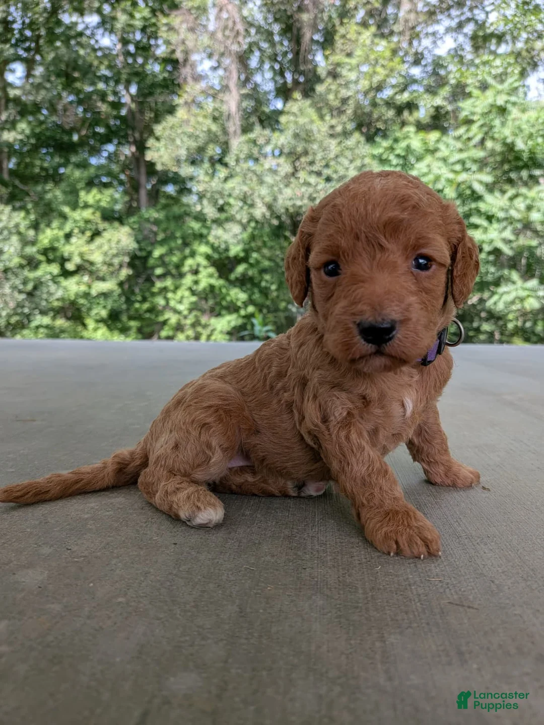 Miniature Labradoodle dogs for sale: Prissy - Ad 1