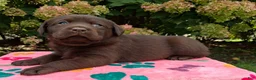 Labrador Retriever dogs for sale: Nora - Ad 3