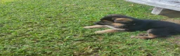 German Shepherd dogs for sale: Yellow Male - Ad 10