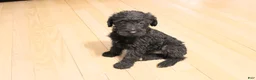 Mixed Breed dogs for sale: Echo - Ad 42