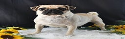 Pug dogs for sale: Brinley - Ad 6