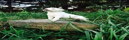 Labrador Retriever dogs for sale: Gemma - Ad 1