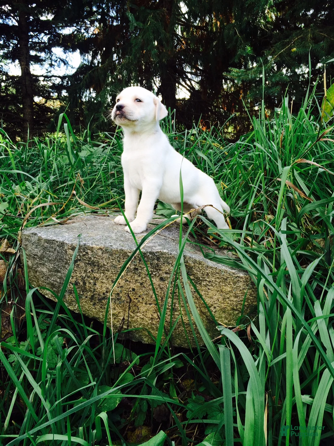 Labrador Retriever dogs for sale: Gemma - Ad 1