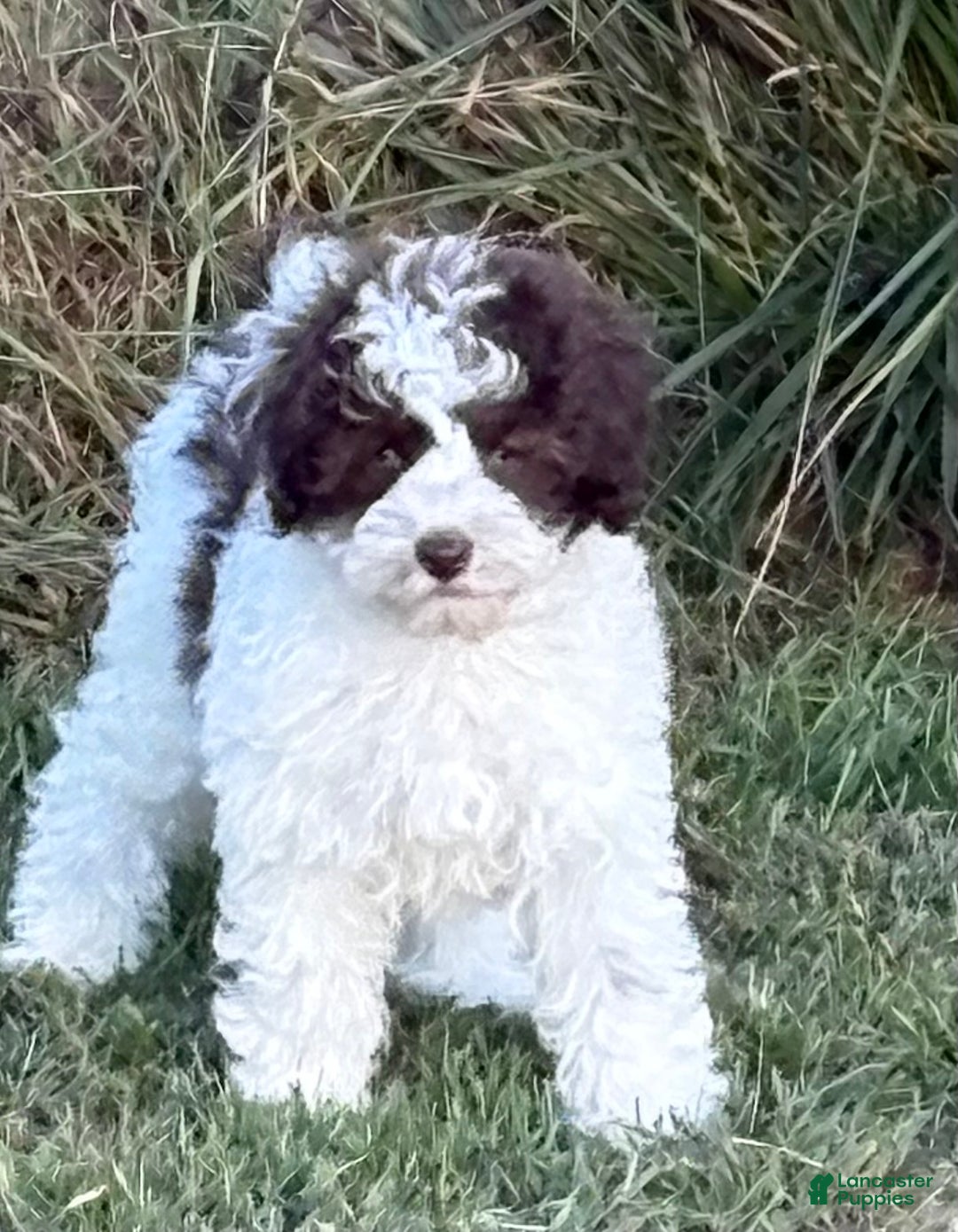 Miniature Labradoodle dogs for sale: Daisy - Ad 1
