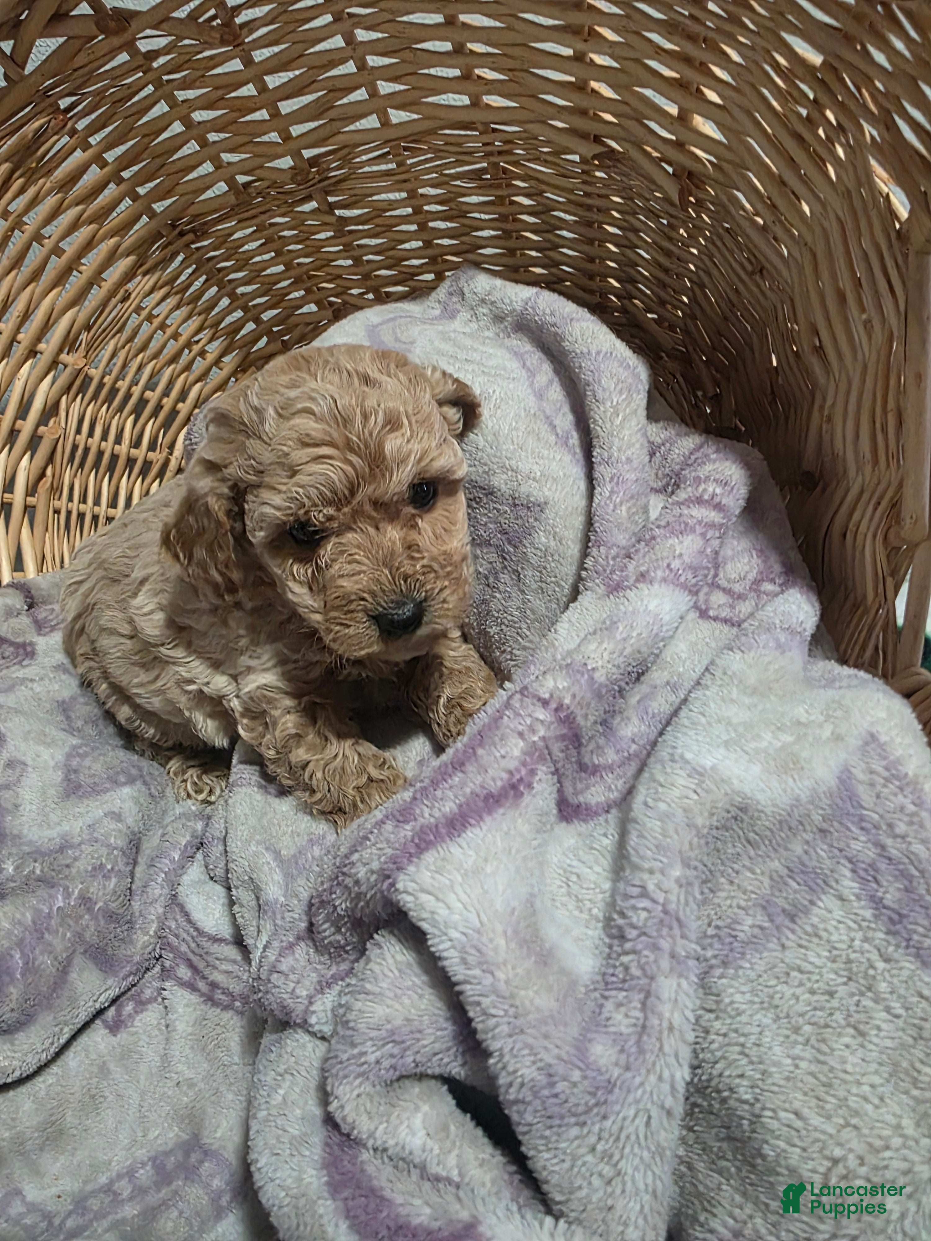 Cavapoo dogs Gasper - Ad 2