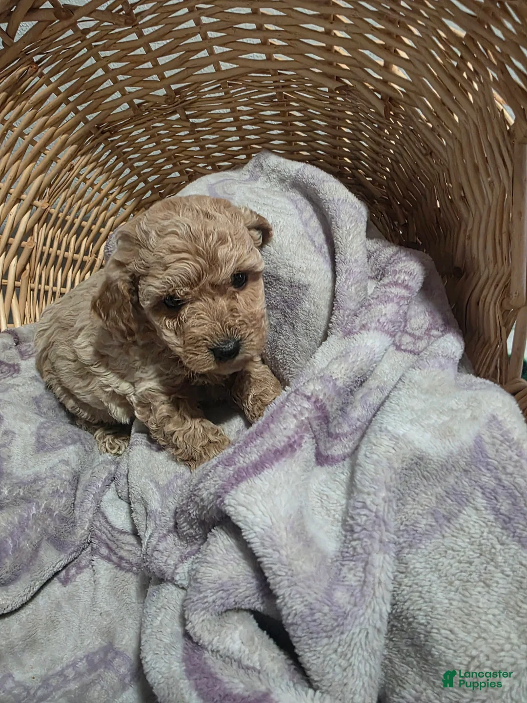 Cavapoo dogs for sale: Gasper - Ad 2