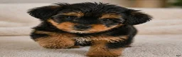 Yorkshire Terrier dogs for sale: oliver - Ad 7