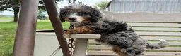 Mini Bernedoodle dogs for sale: Cherry - Ad 2