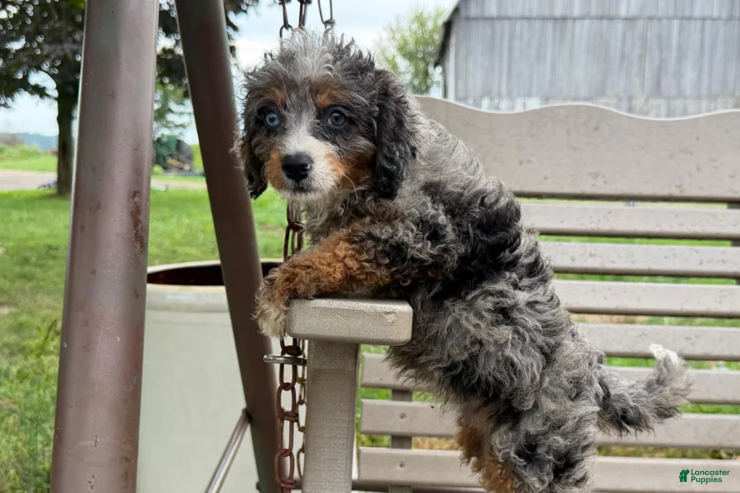 Mini Bernedoodle dogs for sale: Cherry - Ad 2