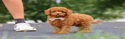 Cavapoo dogs for sale: Wallen - Ad 9