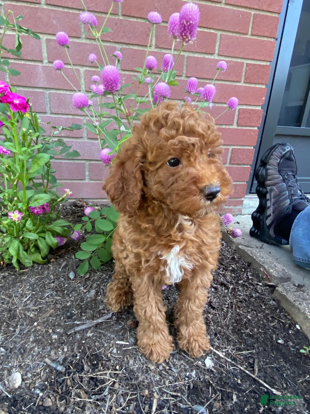 Miniature Poodle dogs for sale: Sadie - Ad 11