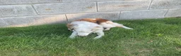 Australian Shepherd dogs for sale: Blue Eyes Red Merle Australian Shepherd  - Ad 10