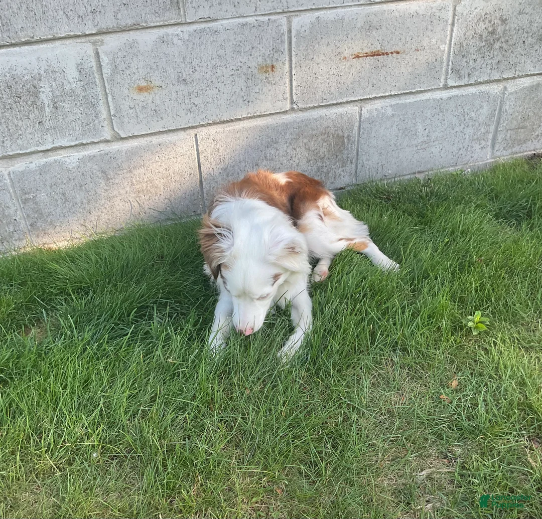 Australian Shepherd dogs for sale: Blue Eyes Red Merle Australian Shepherd  - Ad 10