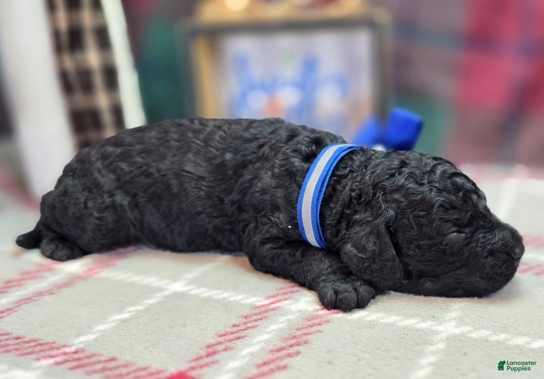 Cockapoo dogs for sale: Foggy - Ad 41