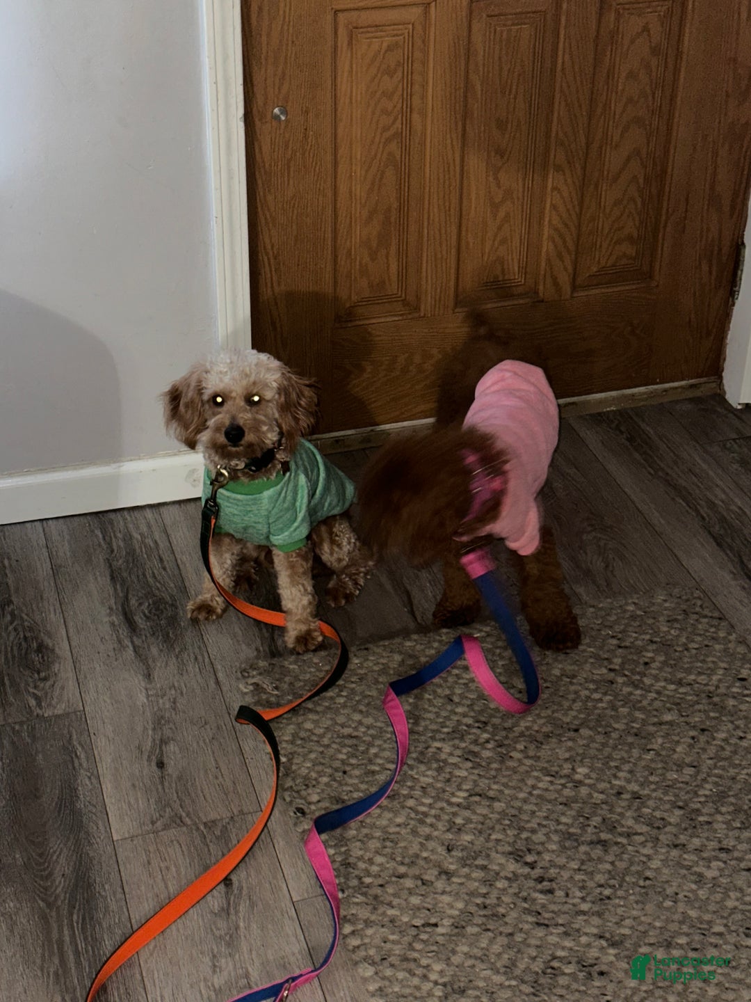 Mini Goldendoodle dogs for sale:  Star ⭐️ - Mini Goldendoodle - Ad 13